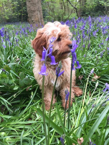 Eric in the bluebells as a puppy in Ten Shilling Wood, having a walk in the bluebells in Coventry
