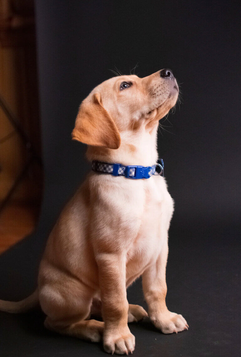 121 puppy classes coventry puppy in a sit