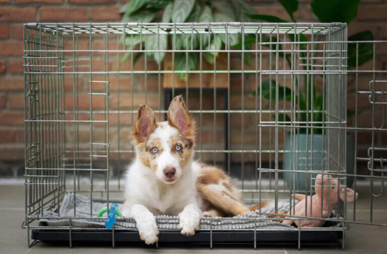 121 puppy training coventry puppy in a crate for crate training