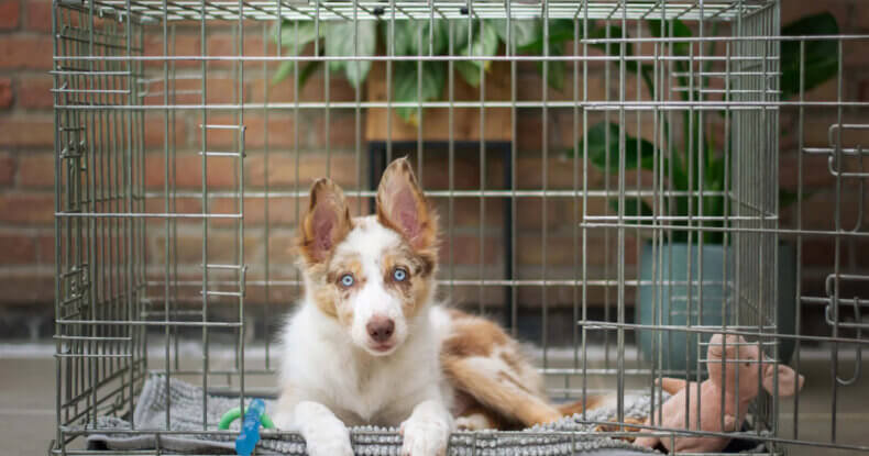 121 puppy training coventry puppy in a crate for crate training
