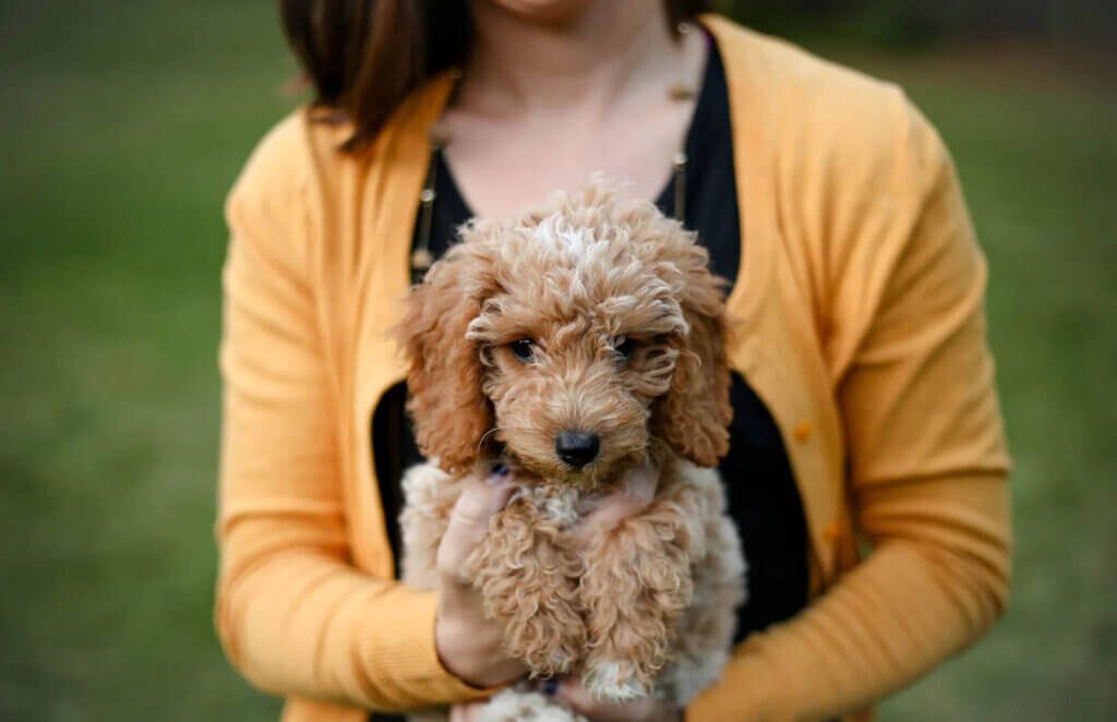 121 puppy classes coventry with puppy being held