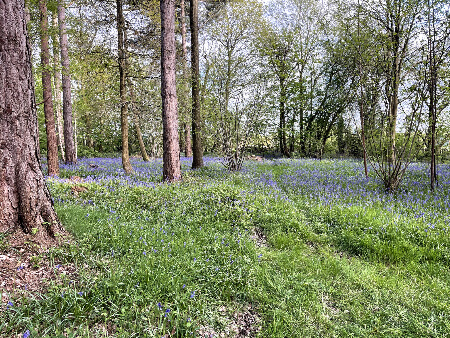 Bluebells Brandon Marsh Nature Reserve, for bluebell walks in Coventry