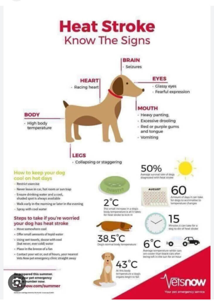 Heat Stroke in Dogs - Know the signs