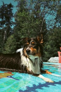 How to Keep Your Dog Cool During a Summer Heatwave using water