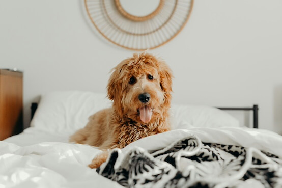 puppies love a comfy place so make crate comfy like a bed to help you puppy love their crate