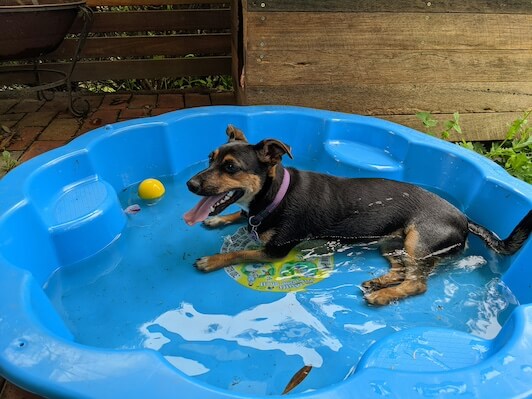 How to Keep Your Dog Cool During a Summer Heatwave using a paddling pool and water