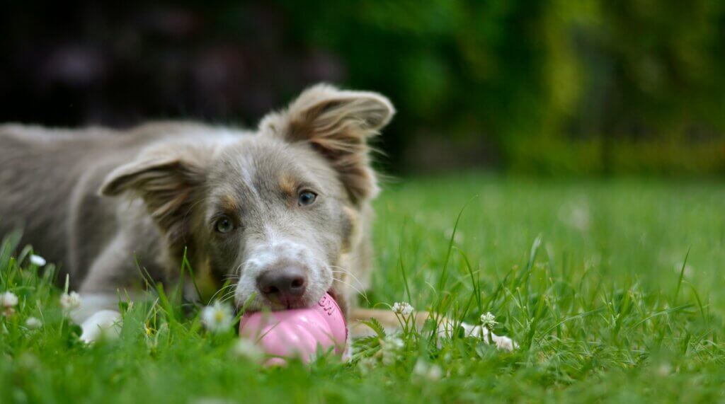 dogs with a kong dog trainer puppy training coventry 121 obedience