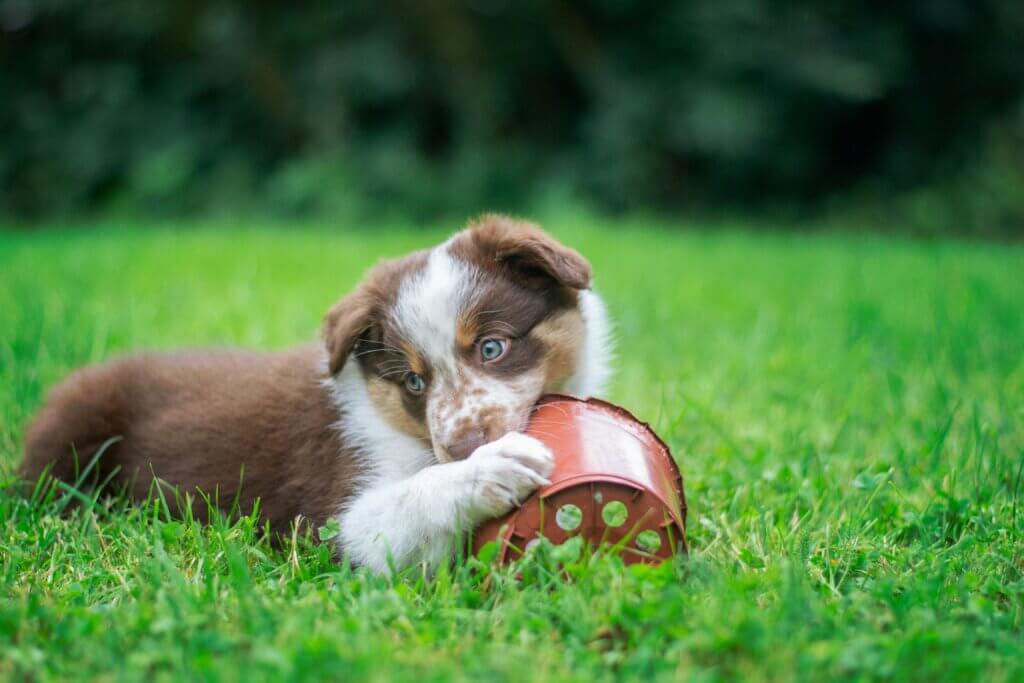 dogs chewing on plant pot dog trainer puppy training coventry 121 obedience