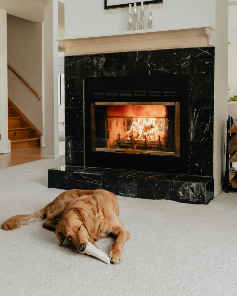Natural dog chews as a better alternative to kibble for cleaning teeth