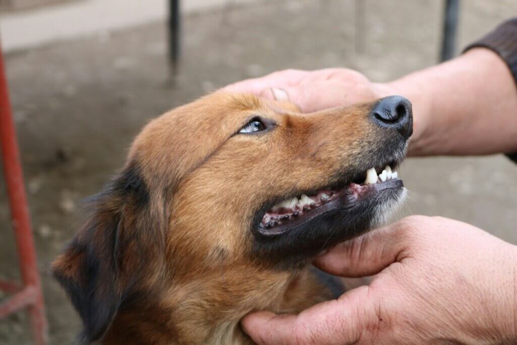 dogs teeth cleaning time dog trainer puppy training coventry 121 obedience