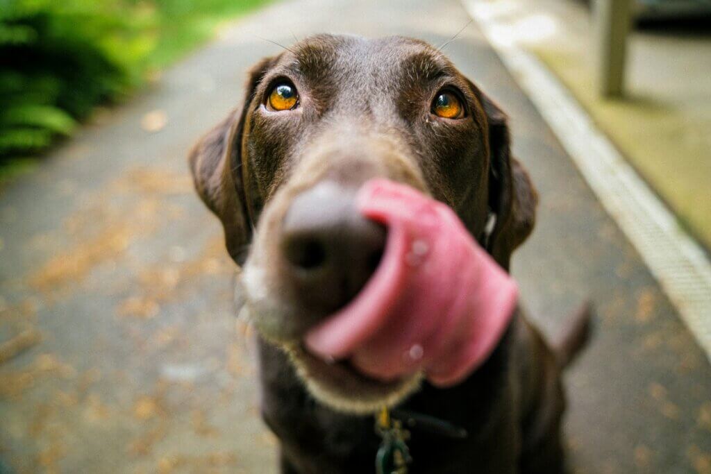My Top 5 Local Shops to buy Natural Dog Chews in Coventry, Leamington Spa & Warwick dog licking lips after chew dog trainer coventry