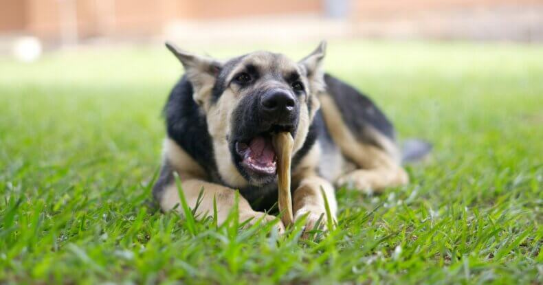 dog eating as natural chew