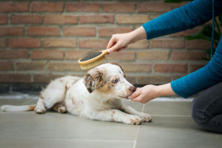 Happy puppy in Coventry getting a treat during grooming.