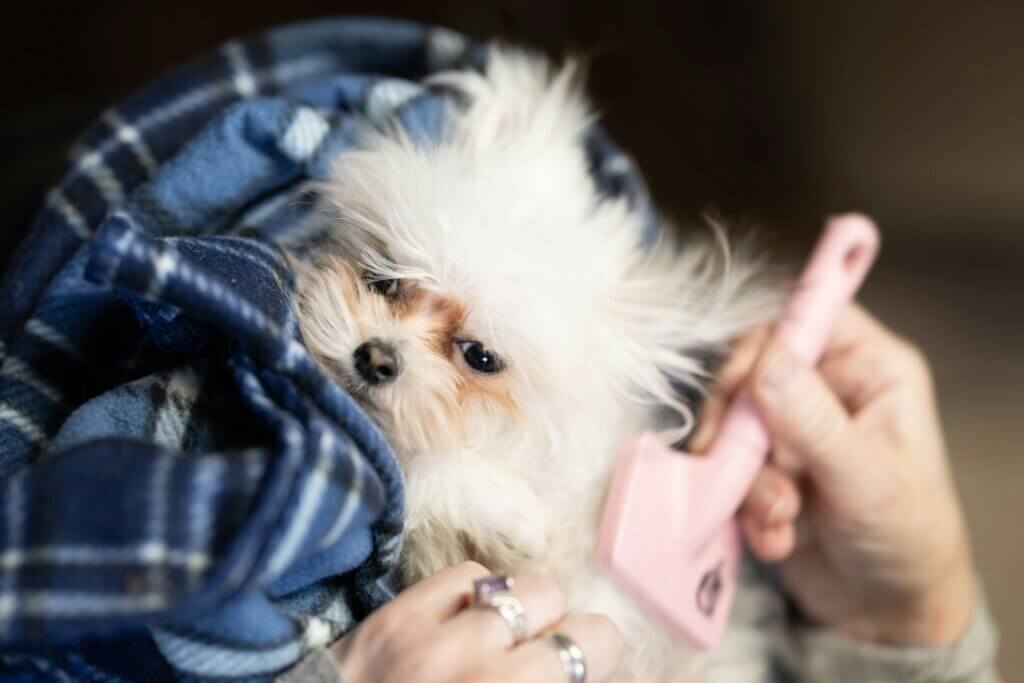 Grooming a puppy in Coventry with a gentle brush