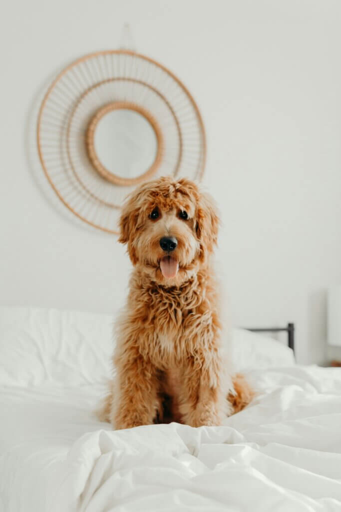 doodle being naughty and not listening on the bed