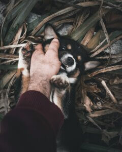 Puppy Being Taught Not to Bite