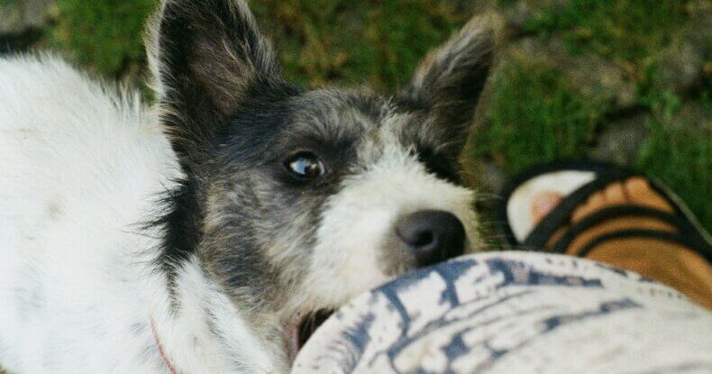 puppy mouthing and biting persons leg - dog trainer puppy training coventry 121 obedience