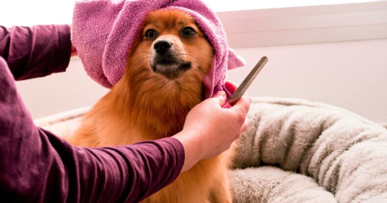 Essential grooming tools for puppies in Coventry, including a brush and comb.