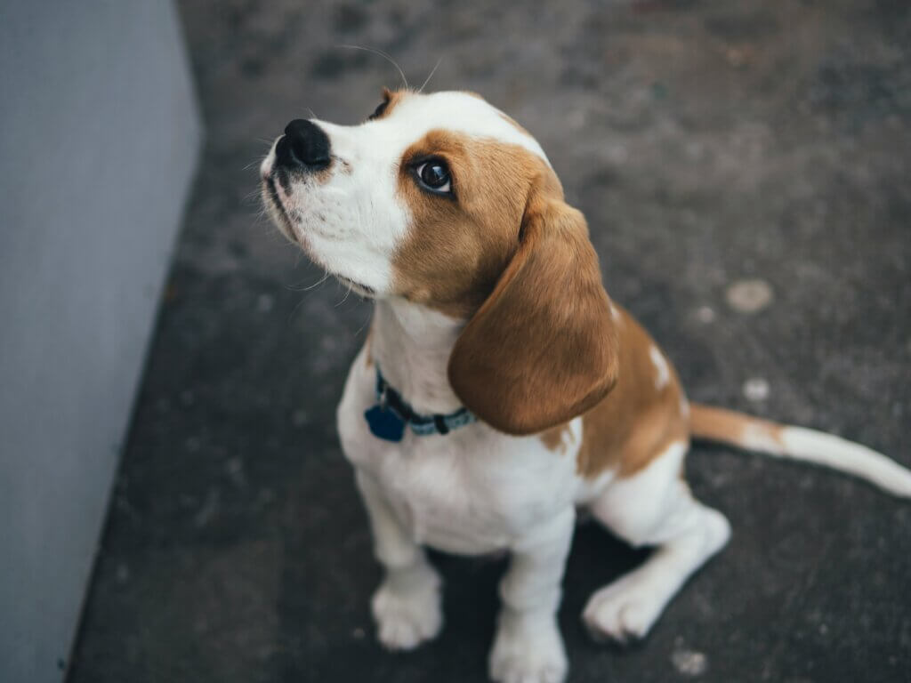 puppy training from the start when he came home