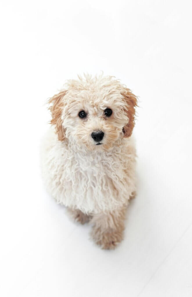 puppy socialisation training
