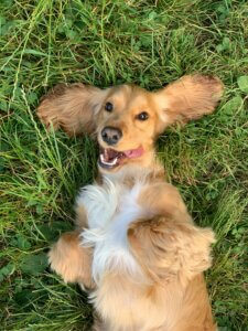 Teenage spaniel training in Coventry