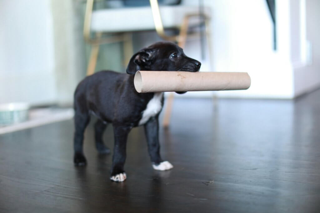 puppy mouthing and biting some cardboard - dog trainer puppy training coventry 121 obedience