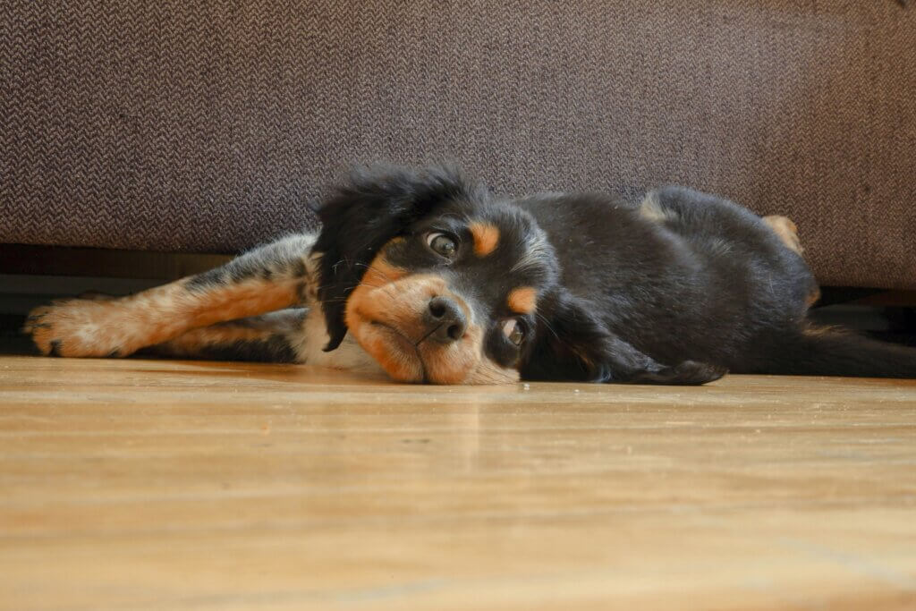 121 puppy training in Coventry – Carrie supporting a puppy and owner during a home visit