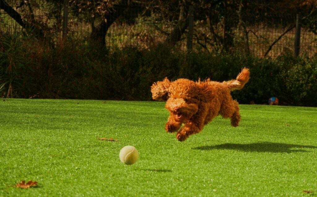 A dog playing fetch as part of training.
