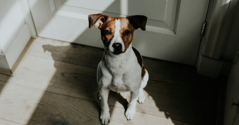 Keep dog training sessions short and fun