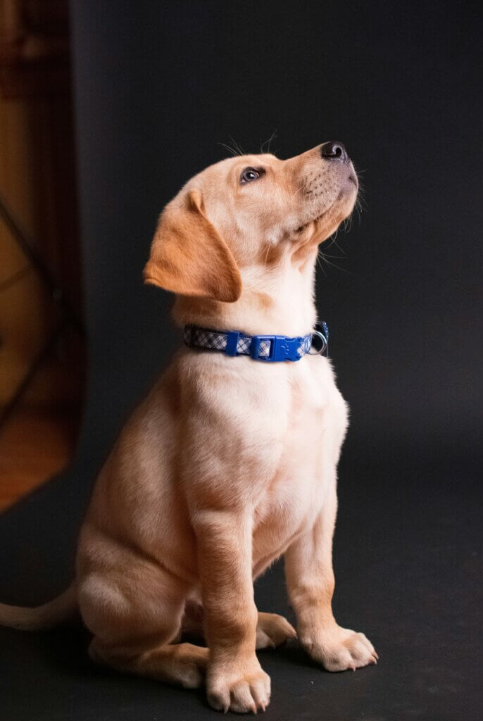 A Labrador retriever attentively looking at a trainer holding a clicker