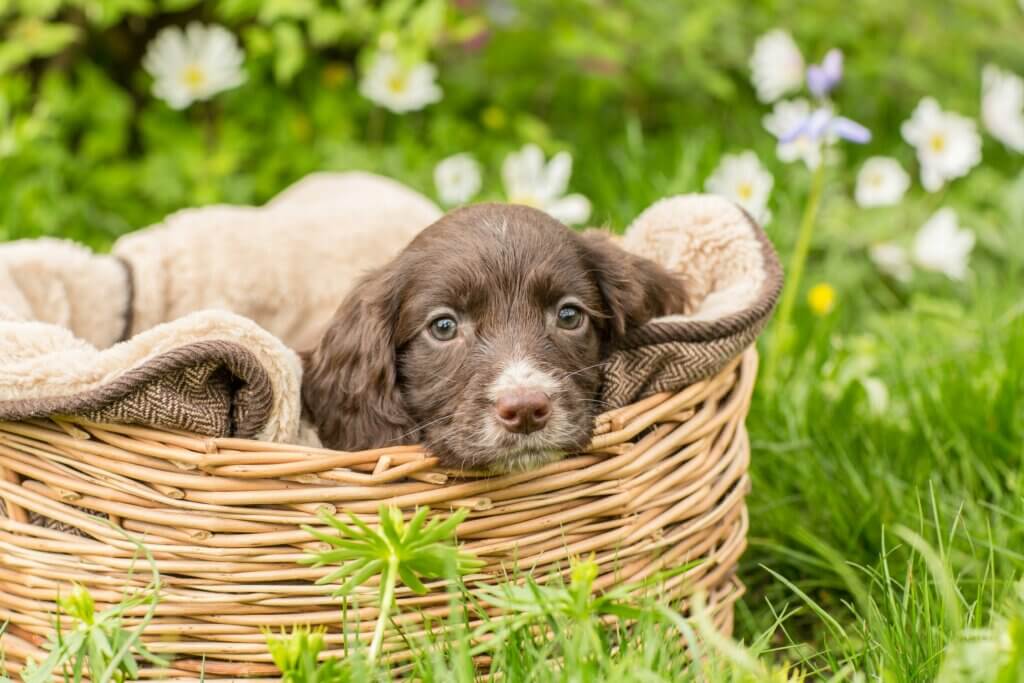 puppy sleeping in a basket