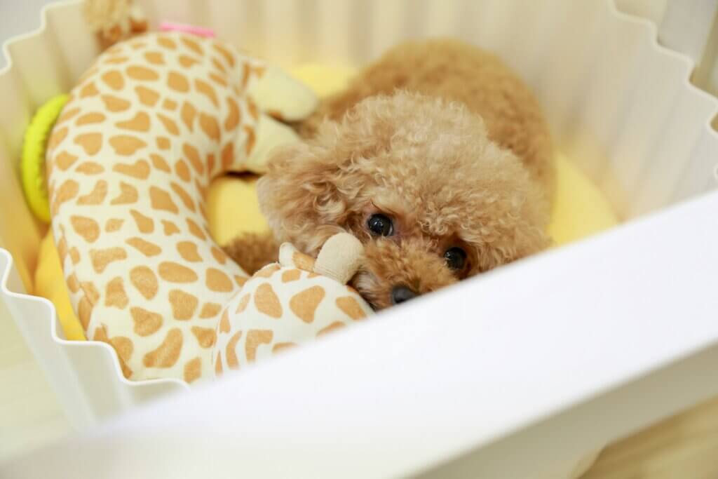 settled puppy sleeping in their pen