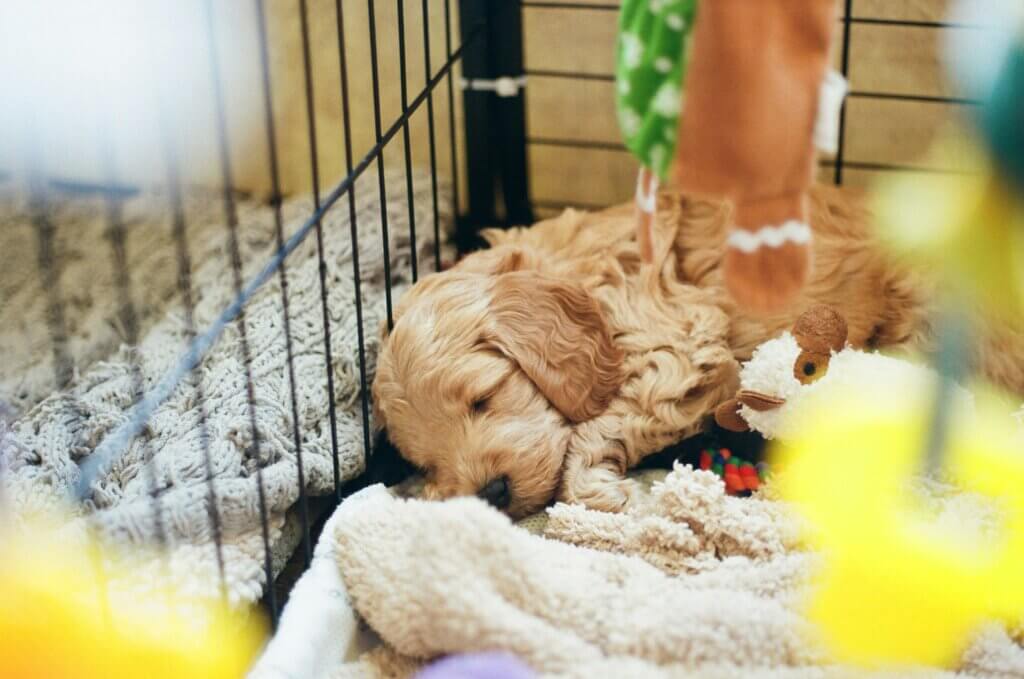 Cozy puppy sleeping in a crate with a soft blanket.