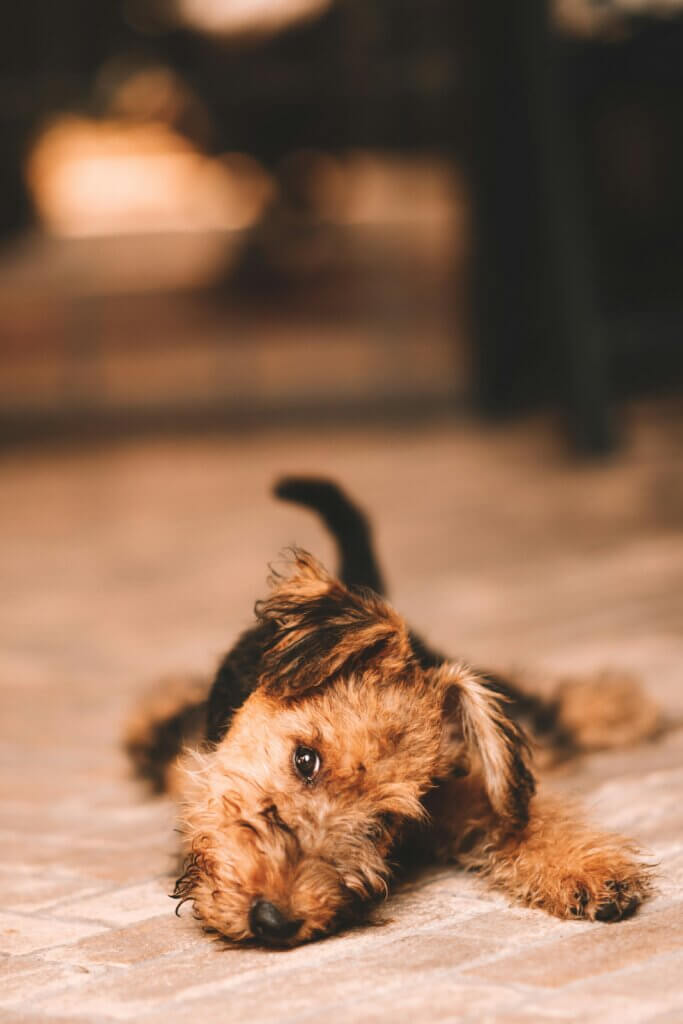 teenage dog practising down