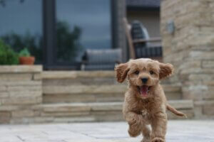 happy puppy excited to see you