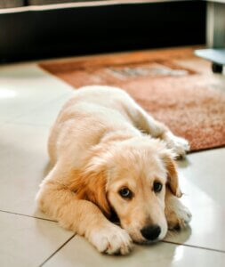 golden retriever puppy looking unsure through his body language