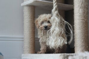 unsure puppy taking herself out of the way