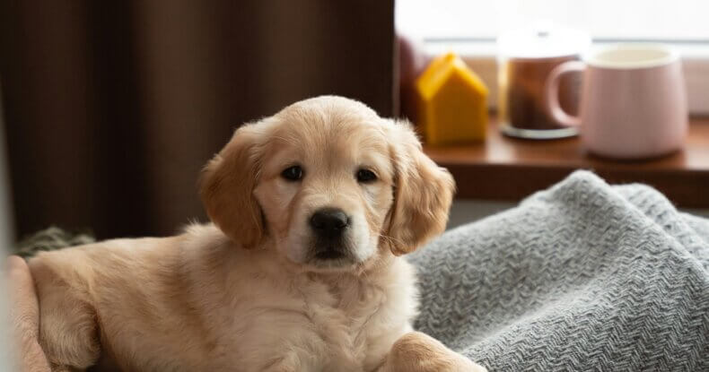 Happy puppy lying down with relaxed ears and soft eyes, showing calm body language