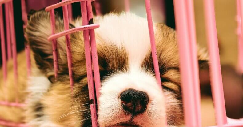 Puppy curled up in a bed, peacefully sleeping through the night.