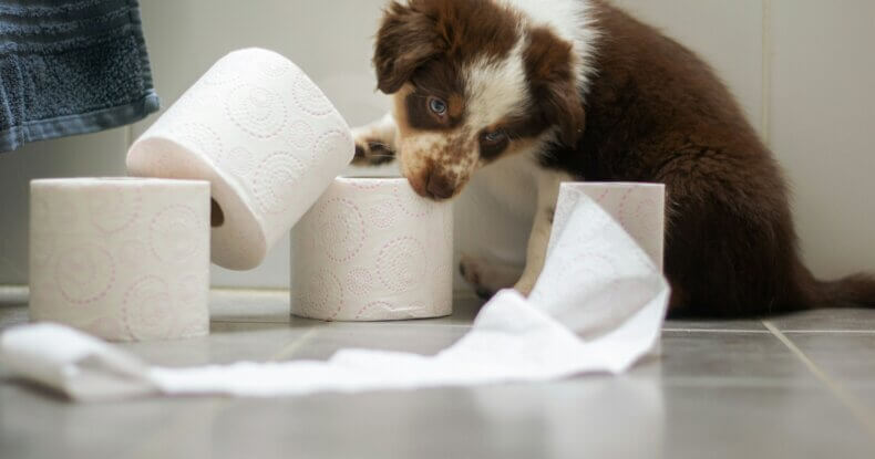 Puppy working hard on his toilet training