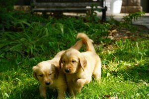 young puppies outside toilet training