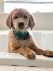 puppy toilet training
