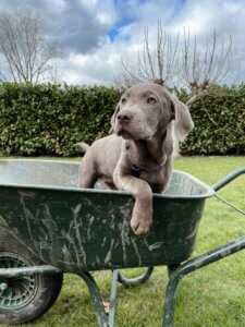 Teenage gundog pushing boundaries