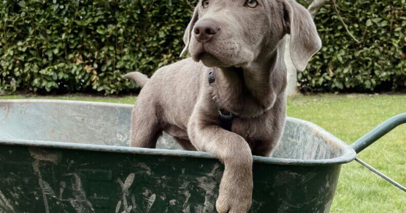 Teenage gundog pushing boundaries