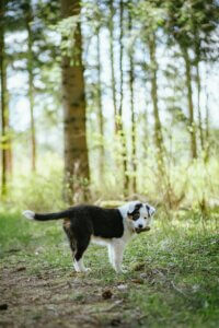 dog ignoring recall