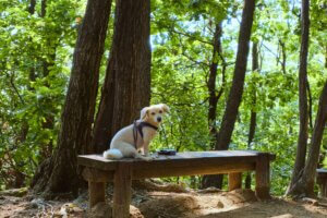 puppy sitting on a bench observing the world
