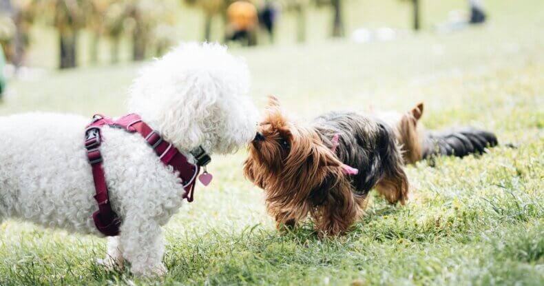 puppy socialisation where two puppies are greeting each other correctly