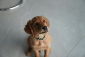 Puppy sitting next to a puddle indoors