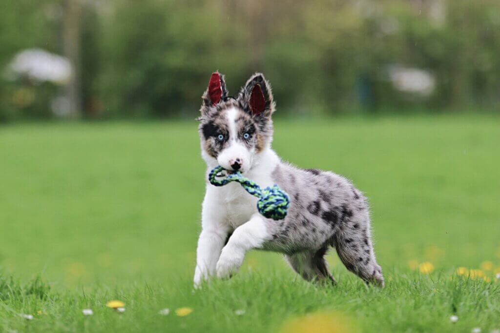 keep it simple and short with training your puppy