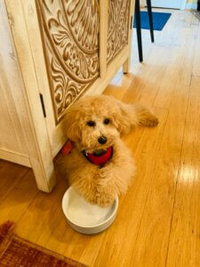 dog waiting at bowl